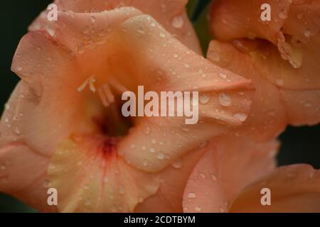 Gladioli d'orange dans un jardin irlandais après une pluie d'été douche Banque D'Images