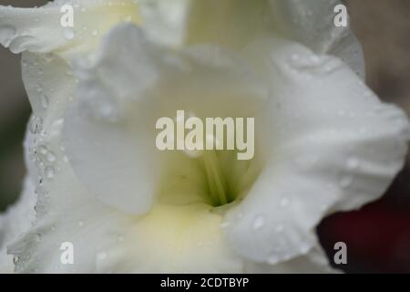 Gladioli blanc dans un jardin irlandais après une pluie d'été douche Banque D'Images