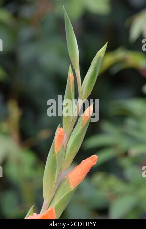 Gladioli d'orange dans un jardin irlandais après une pluie d'été douche Banque D'Images