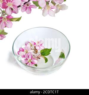 Fleurs de cerisier ou de pommier rose flottant dans un bol avec eau Banque D'Images