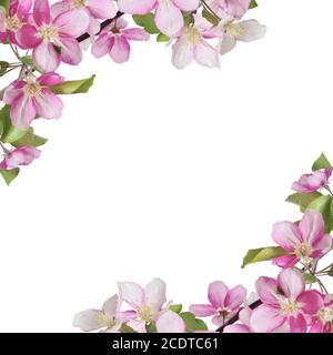 Fond de printemps avec cerisier rose ou fleurs de pomme Banque D'Images