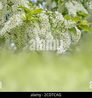 Inflorescences blanches parfumées délicates de branche de cerise d'oiseau en fleur Banque D'Images