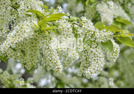 Inflorescences blanches parfumées délicates de branche de cerise d'oiseau en fleur Banque D'Images