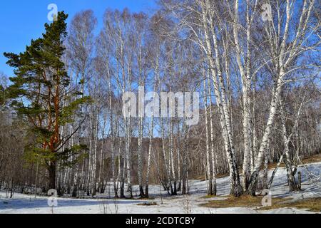 Paysage du début du printemps dans la forêt de bouleau Banque D'Images