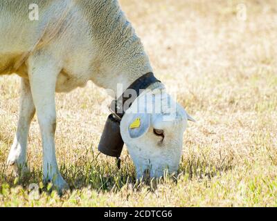 Moutons paître sur un champ l'été Banque D'Images