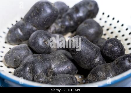 Pomme de terre aux truffes, Vitelotte, pommes de terre bleu-violet dans un tamis nostalgique Banque D'Images