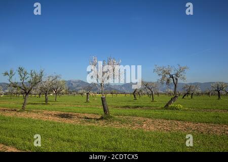 Fleurs d'amandiers dans une plantation de Majorque, Espagne, Europe Banque D'Images