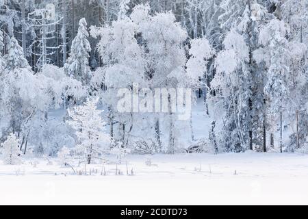 Le givre et la neige dans le paysage au bord de la forêt Banque D'Images