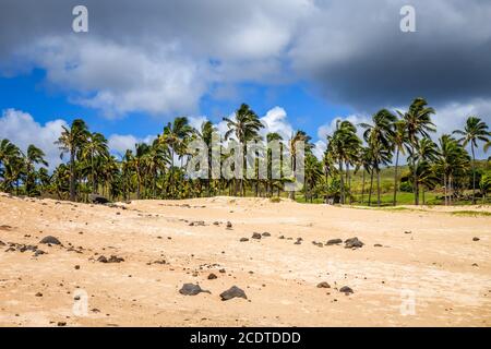 Palmiers sur la plage de Anakena, île de Pâques Banque D'Images