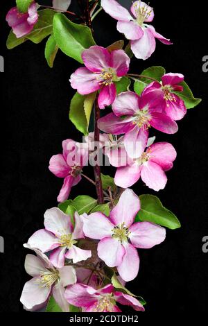 Branche de pommier en fleurs sur fond noir isolé Banque D'Images