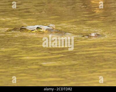 Œil de crocodile du Costa Rica dans l'eau Banque D'Images