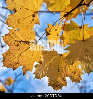 Feuilles d'érable à coloration jaune d'automne une forêt Banque D'Images