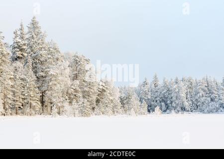 Paysage de Wintry vue sur une forêt avec de la neige neuve et givre Banque D'Images