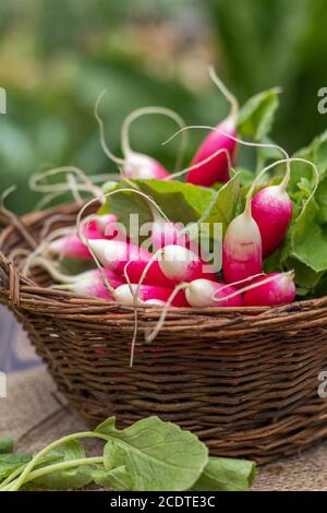 Botte de radis frais dans un panier en osier en plein air sur la table Banque D'Images