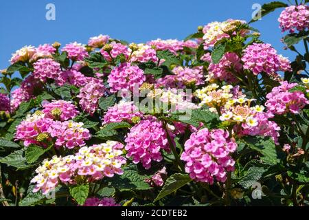 Arbustes fleuris Lantana camara à fleurs roses Banque D'Images