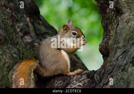 Écureuil roux américain (Tamiasciurus hudsonicus) dans le coin d'un arbre Banque D'Images