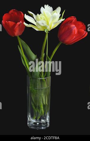 Trois magnifiques tulipes rouges et jaunes dans un vase en verre sur le noir Banque D'Images