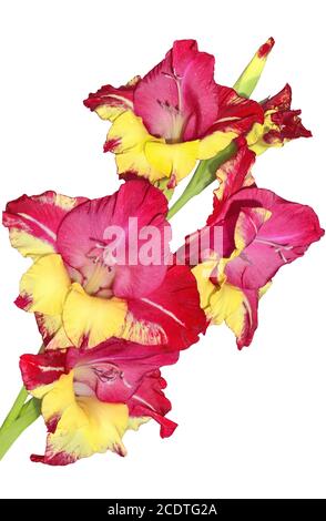 Une seule fleur de gladiolus moutley isolée sur un fond blanc Banque D'Images