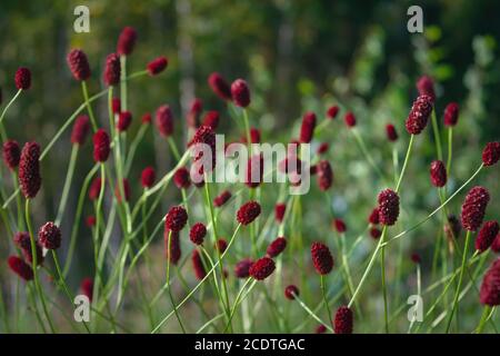 Grande burnet Sanguisorba officinalis Grande fleur de burnett. Banque D'Images