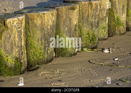 Gros plan des groynes sur la plage de sable avec algues vertes Banque D'Images