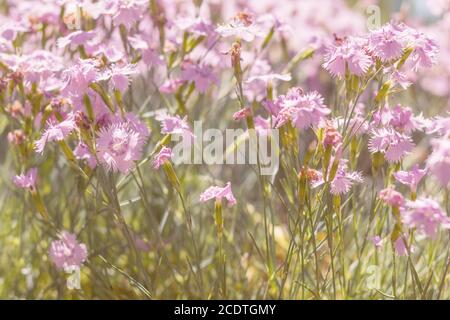 En fleurs de girofle rose doux dans le domaine lors d'une journée ensoleillée en été. Beau fond d'été. Banque D'Images