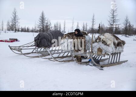 Une vieille femme de Nenet avec des luges dans une toundra enneigée, Yamalo-Nenets Autonomous Okrug, Russie Banque D'Images