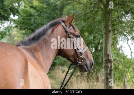 cheval de baie avec bride Banque D'Images