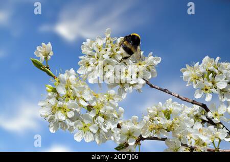 Branche de cerisier en fleur de printemps avec bourdon sur fleurs blanches Banque D'Images