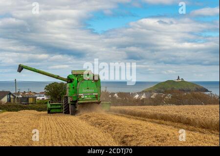 Ballycotton, East Cork, Irlande. 29 août 2020. Une moissonneuse-batteuse Deutz-Fahr Topliner 4080 HTS exploitée par des entrepreneurs Barry et John Flavin coupe du blé d'hiver sur la ferme Ballycotton d'Alan et John Dunne lors d'une journée ensoleillée à East Cork, avec Ballycotton Lighthouse en arrière-plan. Crédit : AG News/Alay Live News Banque D'Images