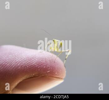 Larve de la mante. Nymphe mantis, insecte en croissance. Banque D'Images