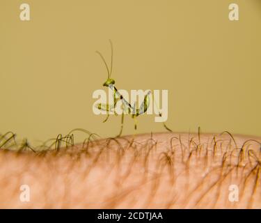 Larve de la mante. Nymphe mantis, insecte en croissance. Banque D'Images