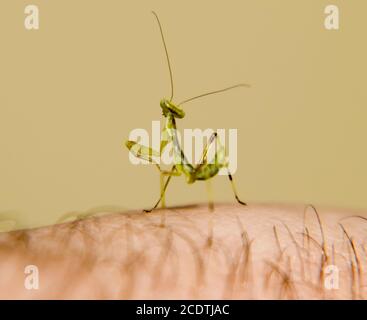 Larve de la mante. Nymphe mantis, insecte en croissance. Banque D'Images