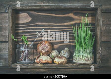 Concept de jardinage et de plantation. Plantules, outils de jardin, tubercules (bulbes) gladiolus et jacinthe, branche d'arbres avec bourgeons en woo Banque D'Images