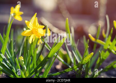 Jonquille jaune en forme de fleur. Jour ensoleillé. Il pleut par beau temps. Angle bas. Soleil. Lever du soleil. De faible profondeur Banque D'Images