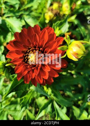 Le Dahlia rouge fleurit en automne par temps ensoleillé Banque D'Images