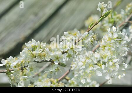 Branche de cerisier en fleur de printemps sur fond de bois Banque D'Images