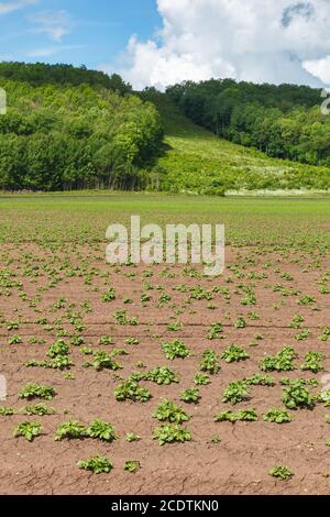 Plants de pommes de terre sur un champ à une montagne avec un forêt Banque D'Images
