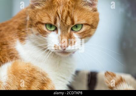 Portrait drôle coupe-blanc et rouge-cat close up. Profondeur de champ, chat vert oui dans le focus. Banque D'Images