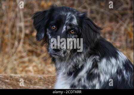 bleu berger australien merle Banque D'Images