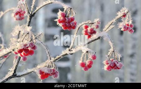 Branche de Viburnum aux baies rouges garfrost couverte de près Banque D'Images