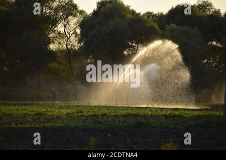 Système d'irrigation dans la zone de melons. Arroser les champs. Réseau sprinkleur Banque D'Images