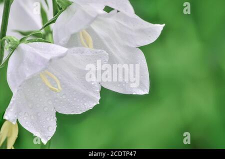 Délicates fleurs blanches de campanula avec des gouttelettes d'eau de rosée Banque D'Images