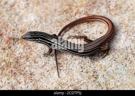 Scinque à queue de cuivre au soleil sur la roche de grès Banque D'Images