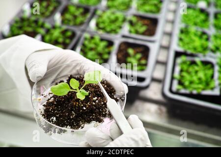 Plantes modèles dans la chambre de croissance Banque D'Images