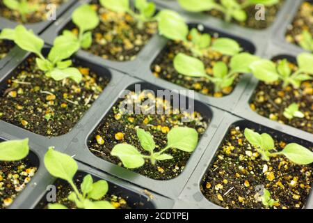 plantes modèles dans la chambre de croissance Banque D'Images