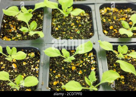 Plantes modèles dans la chambre de croissance Banque D'Images