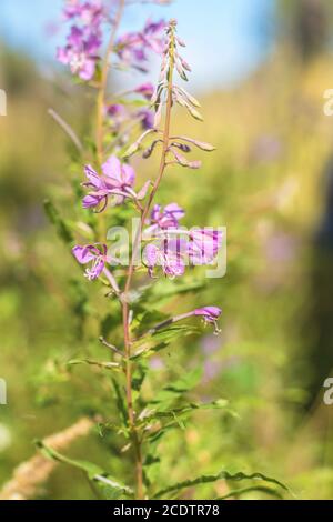 Herbe verte juteuse et fleurs violettes douces dans le champ par temps ensoleillé Banque D'Images