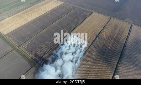 La combustion de paille de riz dans les champs. Fumée de la combustion de la paille de riz dans les chèques. Feu sur le terrain Banque D'Images