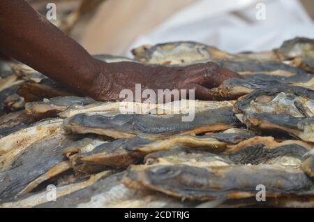 Casiers de poisson séché au soleil (guédj), salé et/ou fumé (kétiakh) à Cayar (Sénégal), un aliment essentiel dans toute l'Afrique de l'Ouest Banque D'Images