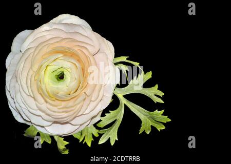 Fleur de ranunculus rose pâle avec des feuilles isolées sur fond noir Banque D'Images